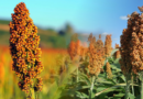 Sorgo, tecnología, malezas, área, 50%, siembra