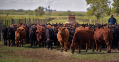 mejoramiento genético, rodeos, ganado, INTA, Inversión