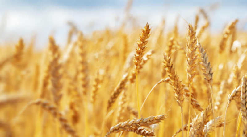 trigo, campaña, hectáreas, La Niña