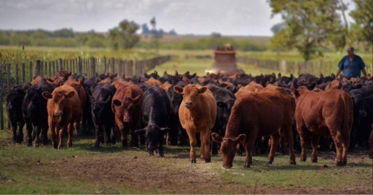 mejoramiento genético, rodeos, ganado, INTA, Inversión