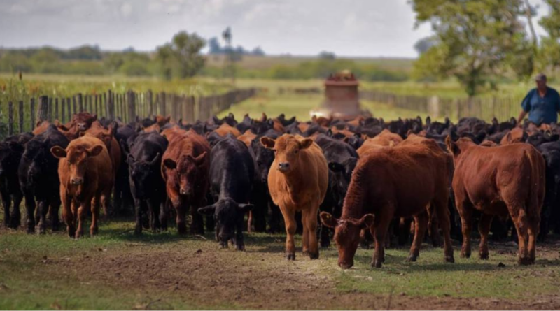 mejoramiento genético, rodeos, ganado, INTA, Inversión