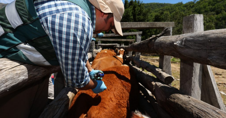 Vacuna, diarrea, bovina