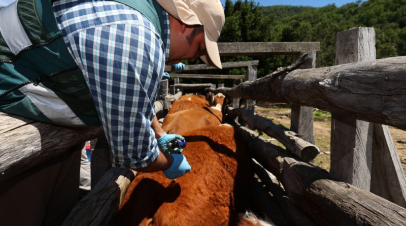 Vacuna, diarrea, bovina