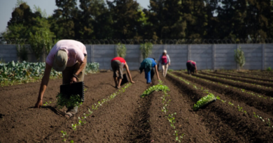 Gobierno, Agricultura, Familiar, intervino, Agricultura regenerativa, Argentina, Agricultura, inteligente, tecnología, semillas, alianza, cooperativas, semilleros