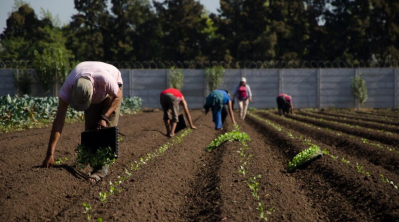 Gobierno, Agricultura, Familiar, intervino, Agricultura regenerativa, Argentina, Agricultura, inteligente, tecnología, semillas, alianza, cooperativas, semilleros