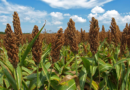 Sorgo, tecnología, malezas, área, 50%, siembra