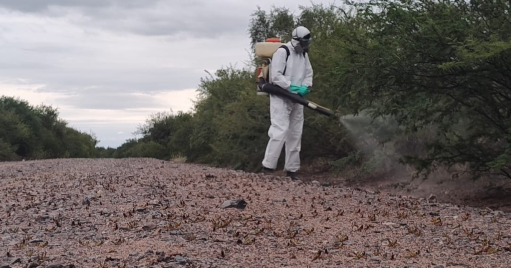 Langostas, Córdoba, control, monitoreo, langosta