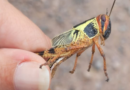 Langostas, plaga, emergencia, noroeste, Argentina, langosta, bacterias