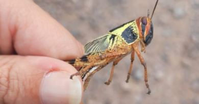 Langostas, plaga, emergencia, noroeste, Argentina, langosta, bacterias