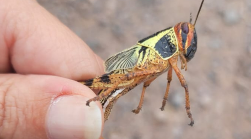 Langostas, plaga, emergencia, noroeste, Argentina, langosta, bacterias