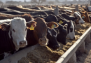 Feedlots, Cámara Argentina, ocupación, rentabilidad, Feedlot, encierre, vacas, engorde, CREA, faena, Feedlot, encierre, vacas, engorde, CREA, faena