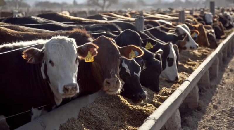 Feedlots, Cámara Argentina, ocupación, rentabilidad