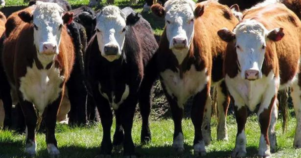 faena, novillos, campo, camioneta
