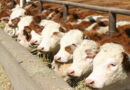 Feedlot, encierre, vacas, engorde, CREA, faena