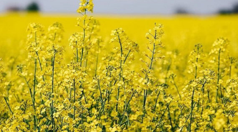 Carinata, cultivo, combustible, avión