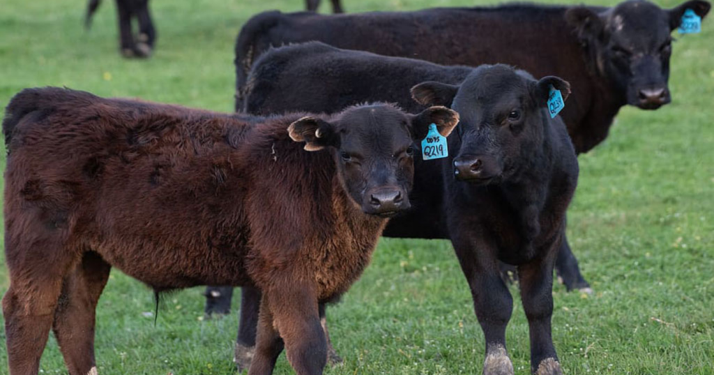 vacas, lenguaje, IA, Estados Unidos