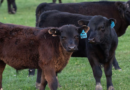 vacas, lenguaje, IA, Estados Unidos, ganadería