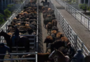 Mercado de Cañuelas