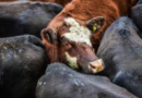 Mercado de Cañuelas. Cañuelas, vacas especiales, hacienda, mercado, ganadería, novillito