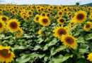 Girasol, siembra, hectáreas, 2024