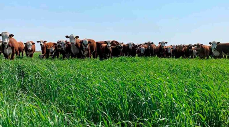 siembra, pasturas megatérmicas, inta, ganadería, semillas forrajeras