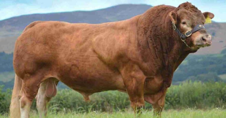 Limousin, Argentina, ganadería