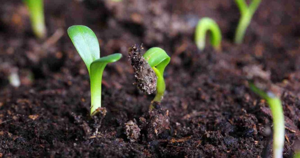 Bioinsumos, suelos agrícolas, napas
