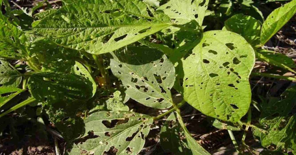 agricultura, Malezas, plaga, Argentina, informe