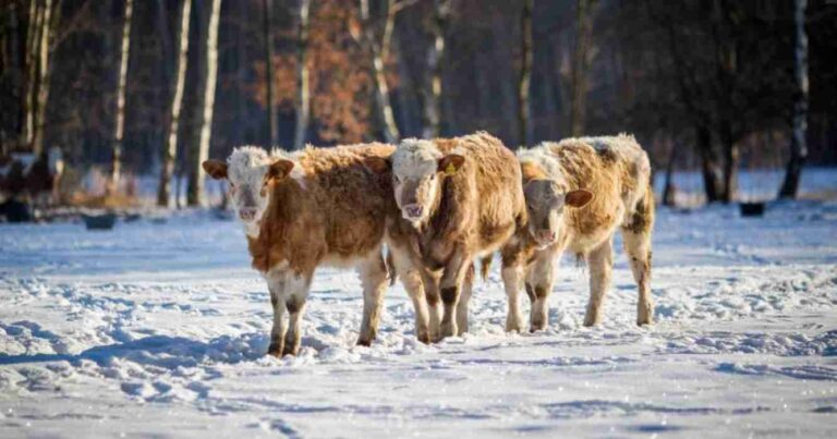ola polar, frío, campo, clima