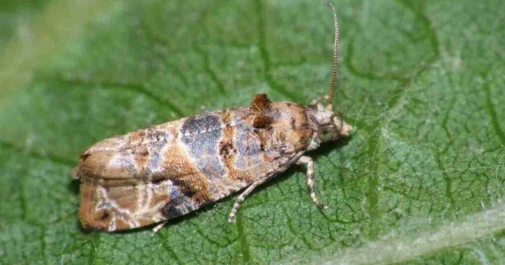 Polilla de la vid, cuyo, lobesia