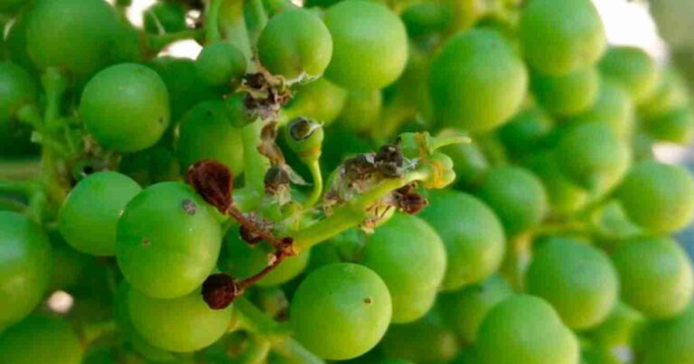 Polilla de la vid, cuyo, lobesia botrana