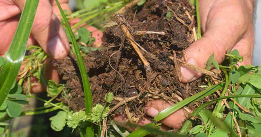Agricultura regenerativa