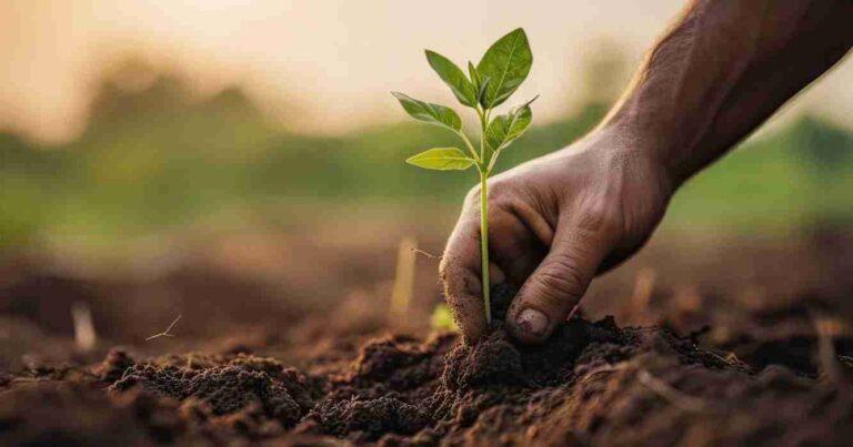 agricultura, Agricultura regenerativa, Argentina, Agricultura, inteligente, tecnología, semillas, alianza, cooperativas, genética