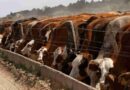 Feedlots, precio, gordo