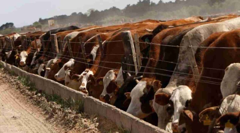 Feedlots, precio, gordo