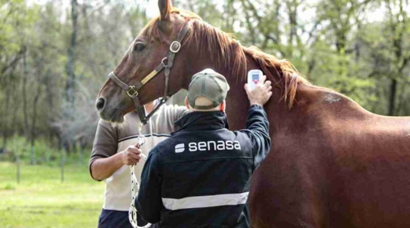 Exportación, caballos, mercado, importación de équidos
