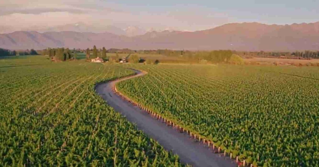 Fortnite, vinos, mendoza, viñedos