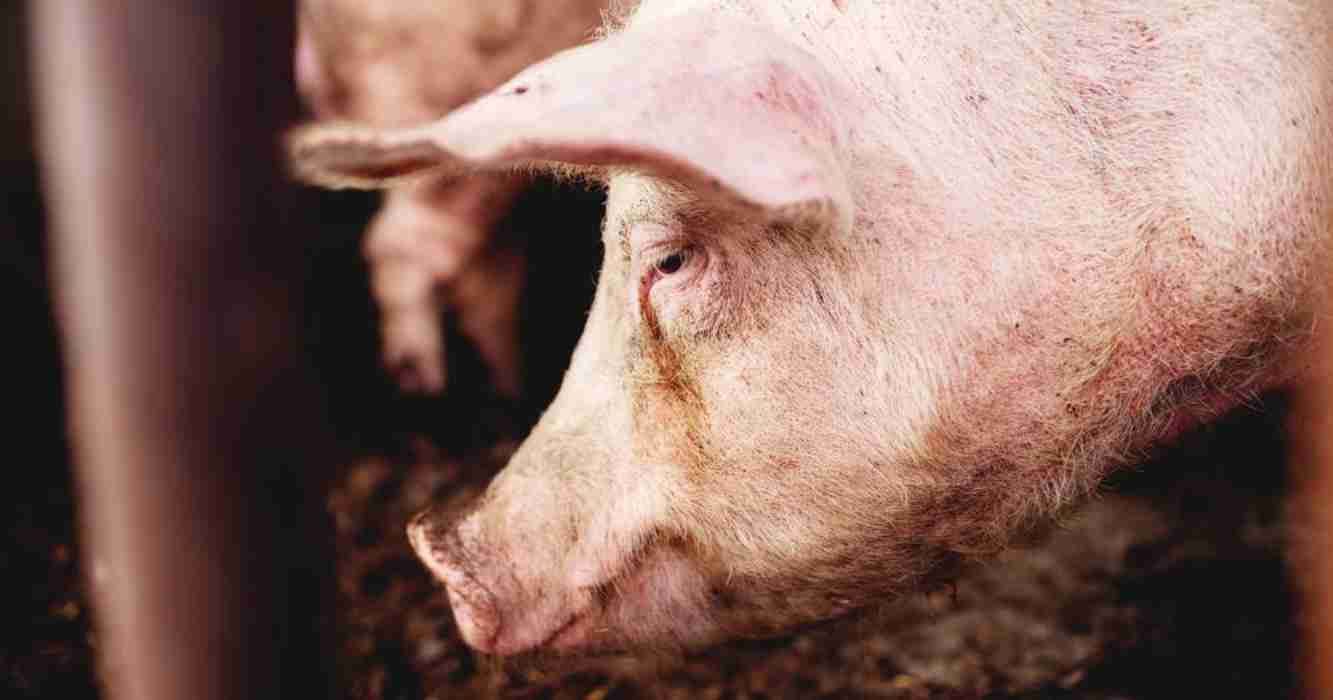 brucelosis, ganadería, Encefalitis Japonesa, CERDOS,Cerdos, lino, producción, Cerdos, lino, producción, industria, porcina, exportaciones, Triquinosis, cerdo, Córdoba, lechones, fiebre porcina