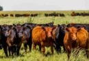 angus, raza, razas bovinas, Angus, carne, Fortín Quieto