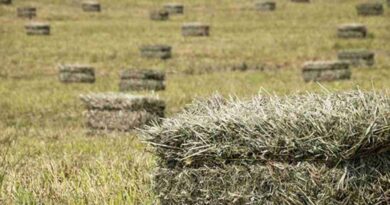 Alfalfa, cultivo, cosechas, campaña