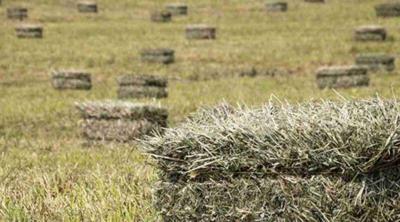 Alfalfa, cultivo, cosechas, campaña