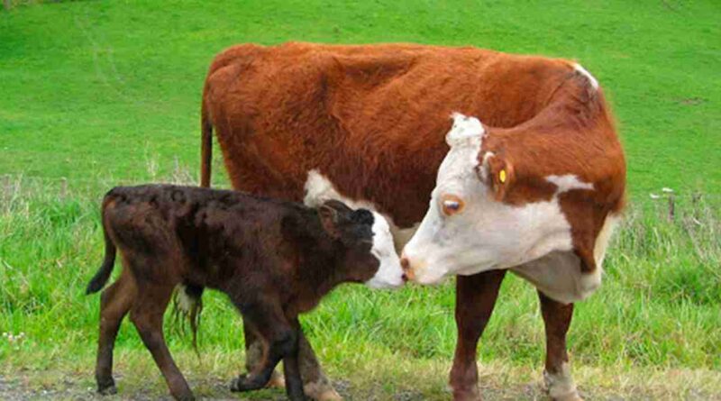 preñez, bovina, aplicación