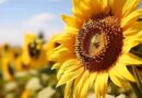 girasol, La Pampa, cordoba, cosecha