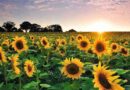 girasol, la pampa