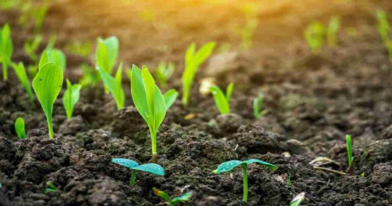 agua, agricultura, Bioestimulantes, agricultura, nutrición