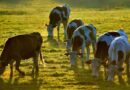 faena de hembras, stock bovino, zoonosis