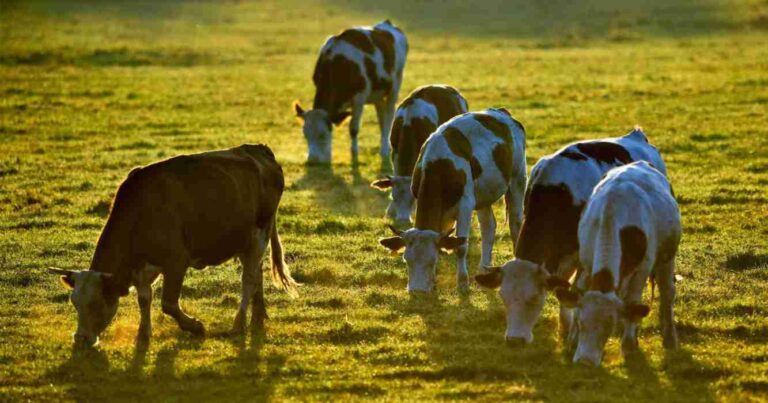faena de hembras, stock bovino, zoonosis