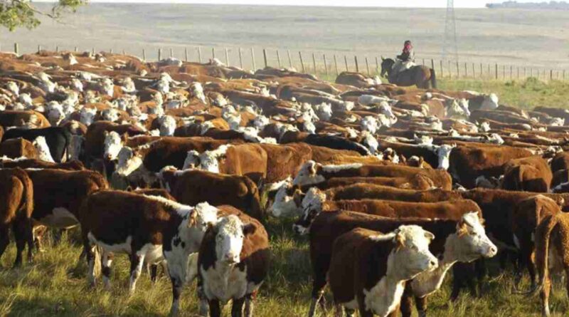 faena de hembras, stock vacuno