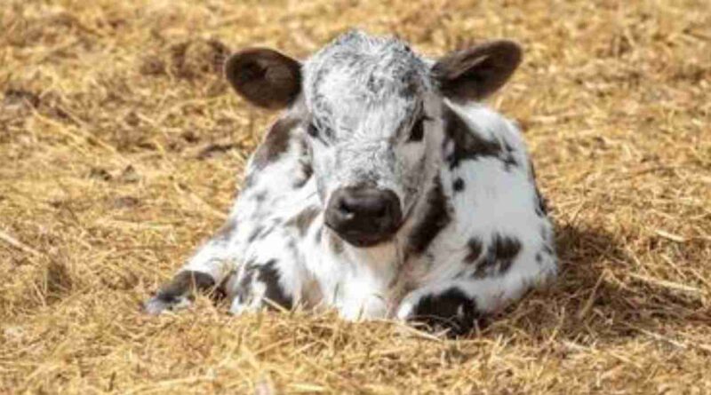Speckle Park, raza bovina