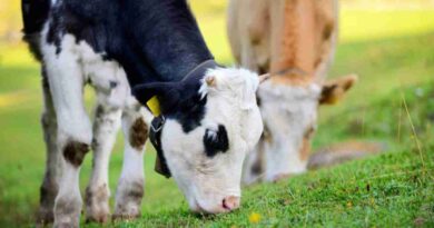 Ganadería, recría, terneros, destete